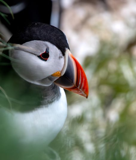 Puffin waiting