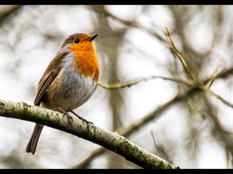 Robin in the rain