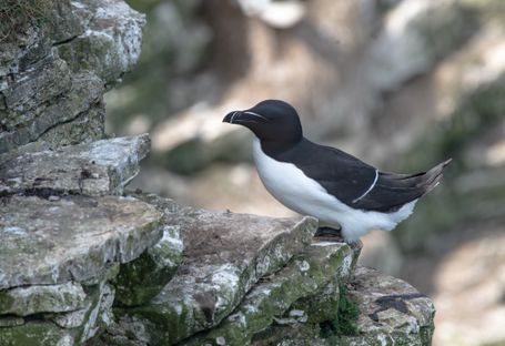 Razorbill