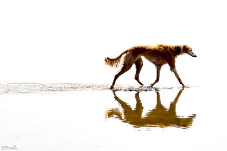 Saluki on the beach